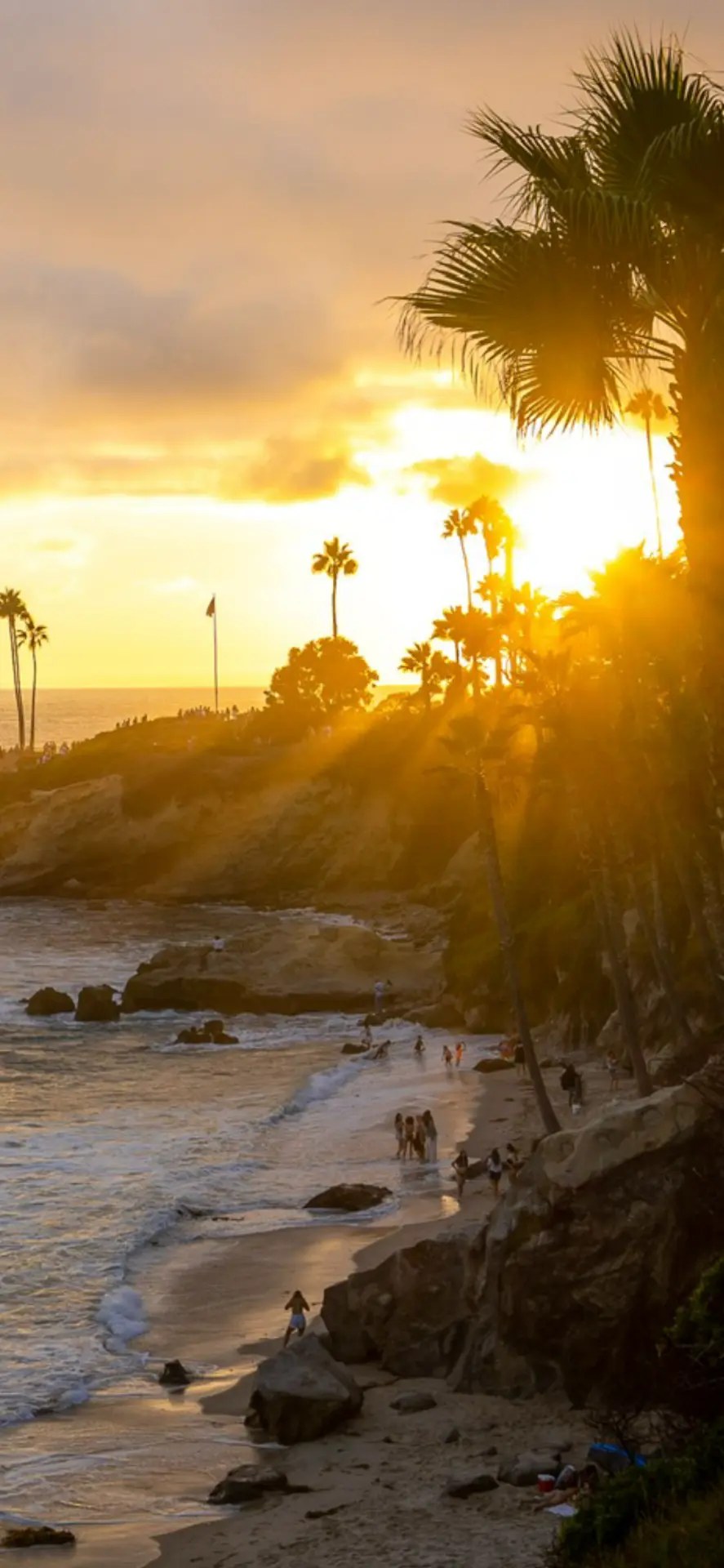 Sun setting through palm trees above a Laguna Beach cove